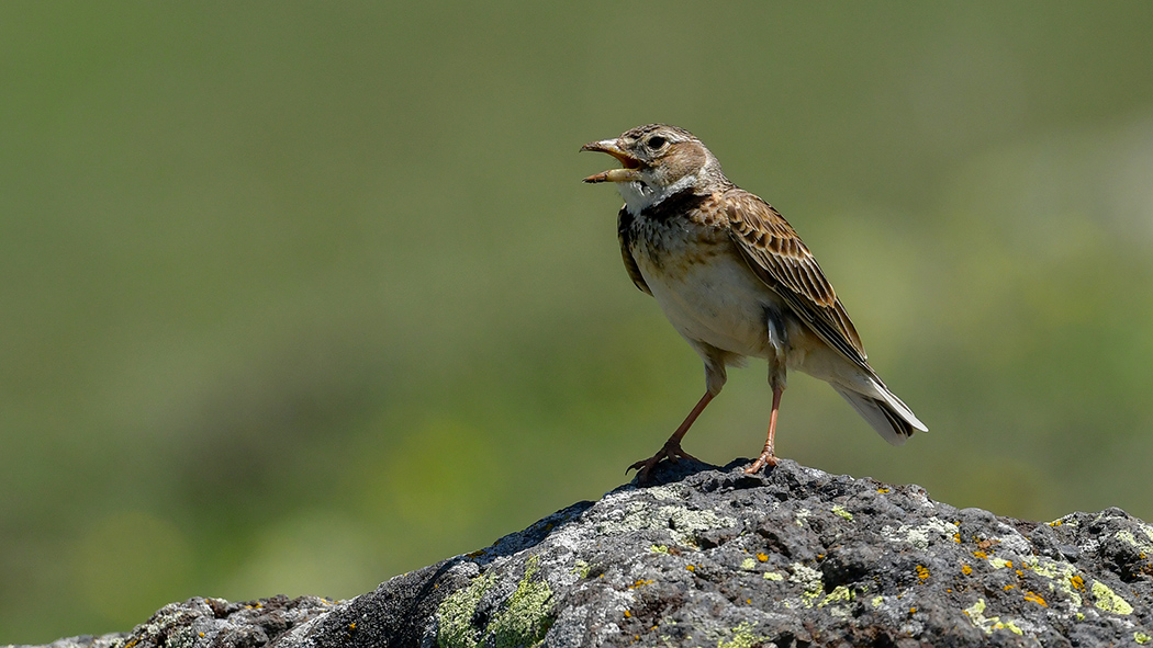 Calandra Lark