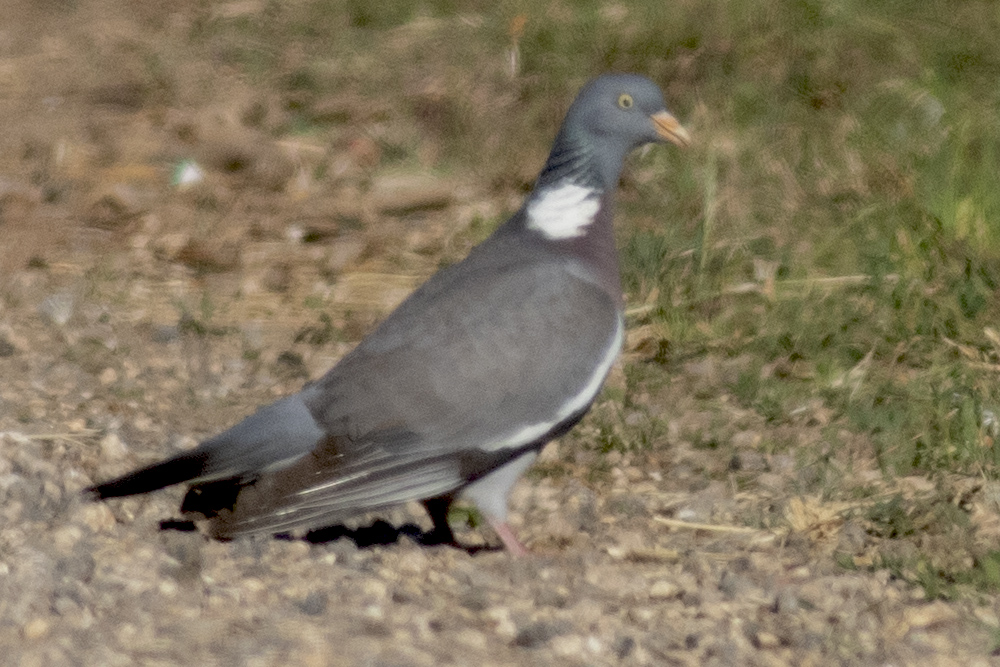 Tahtalı