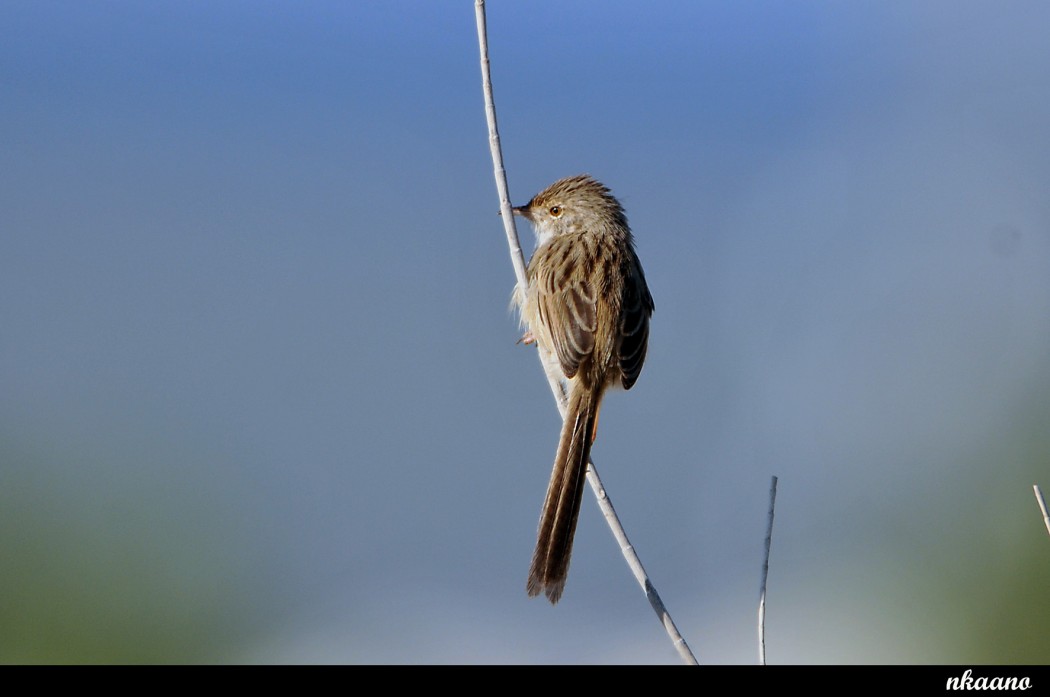 Dikkuyruklu Ötleğen