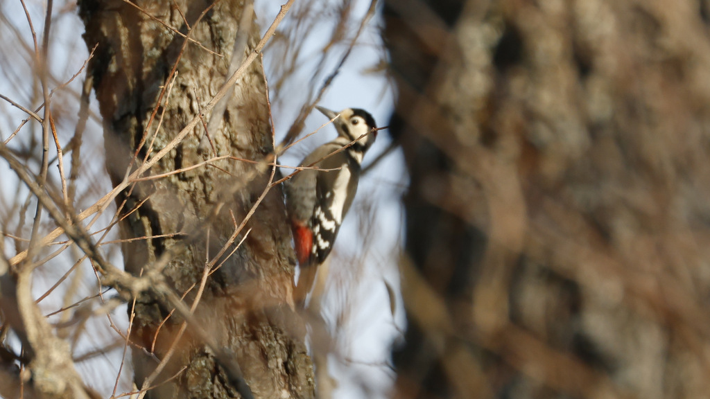 Great Spotted Woodpecker