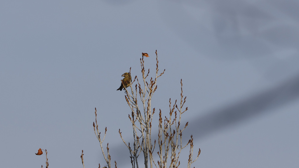 Red Crossbill