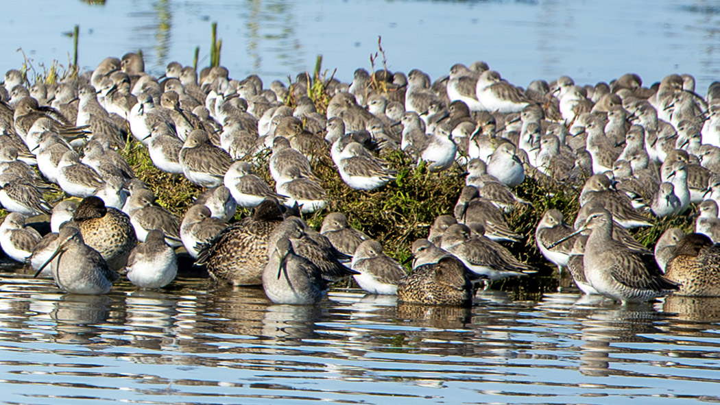 Long-billed Dowitcher