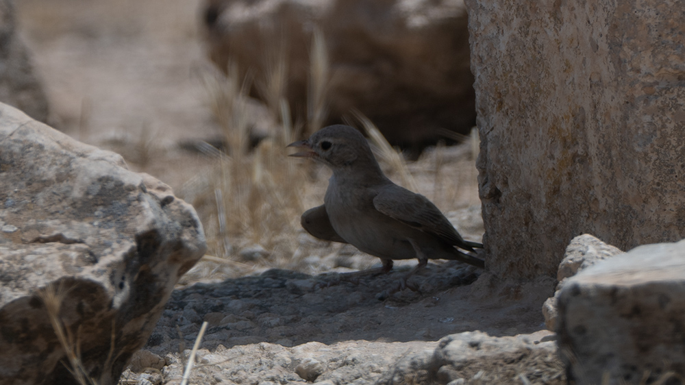 Bar-tailed Lark
