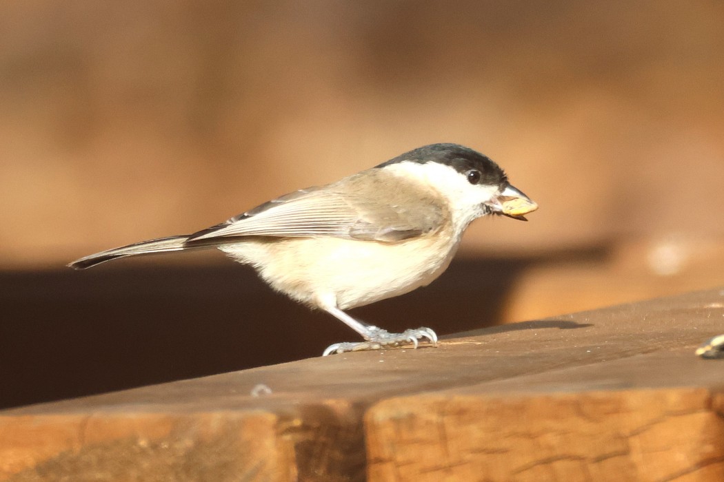 Marsh Tit