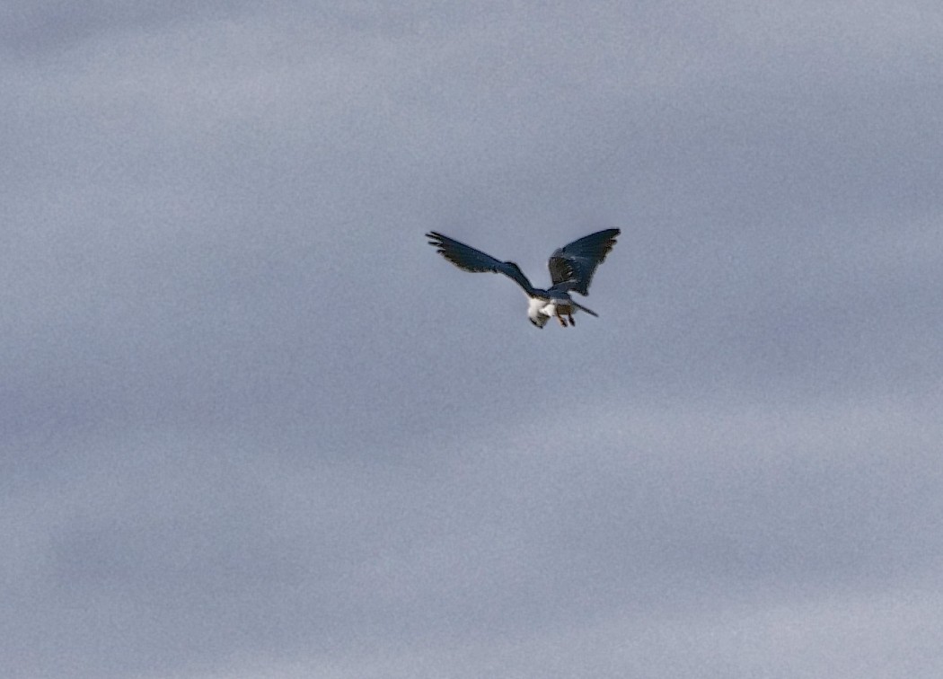 Black-winged Kite
