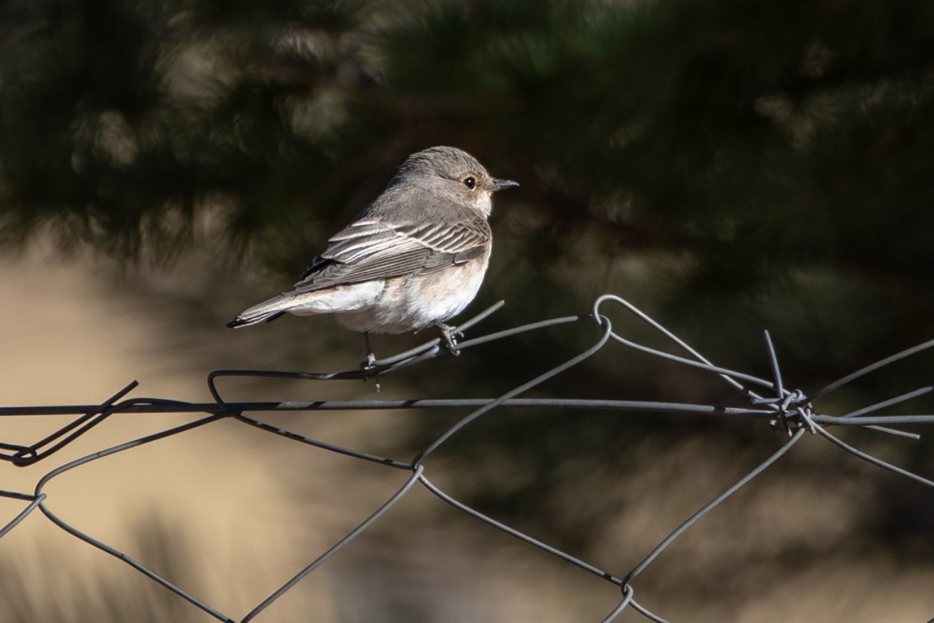 Spotted Flycatcher