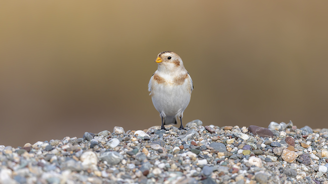 Snow Bunting