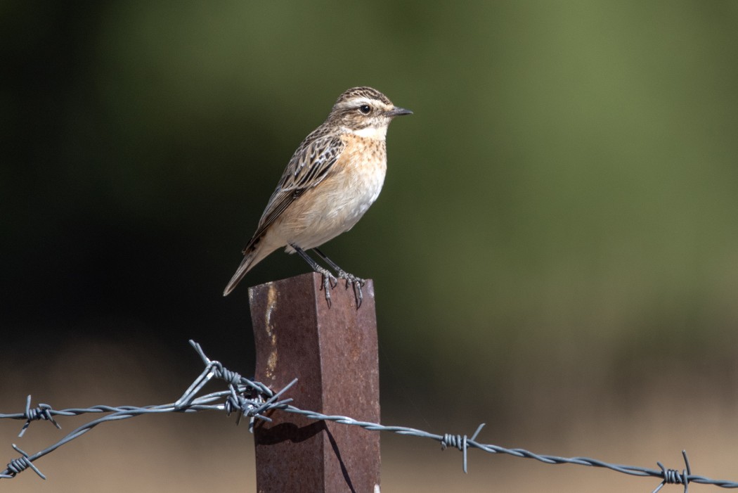 Whinchat