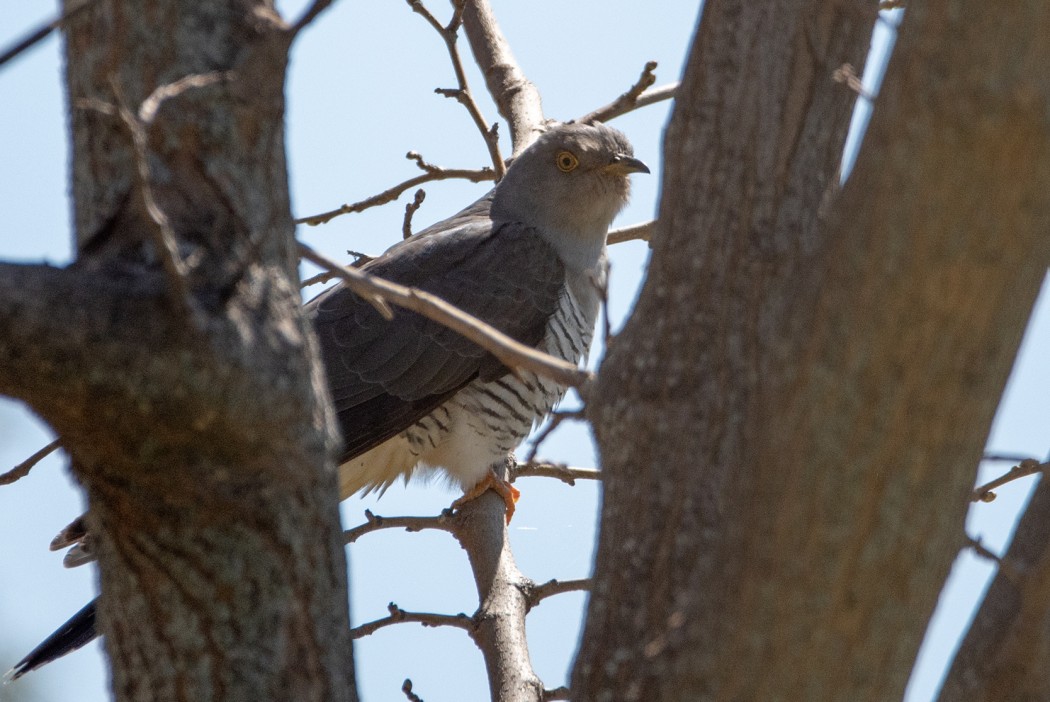 Common Cuckoo