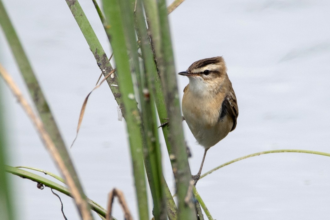 Sedge Warbler