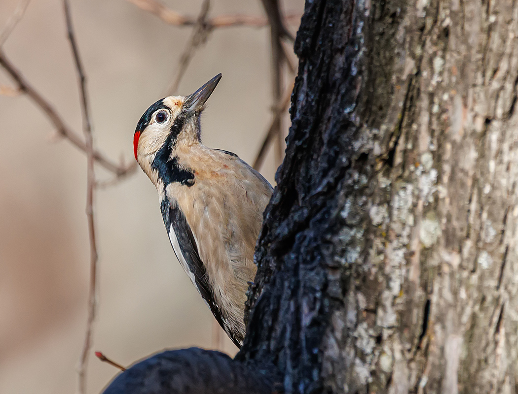 Syrian Woodpecker