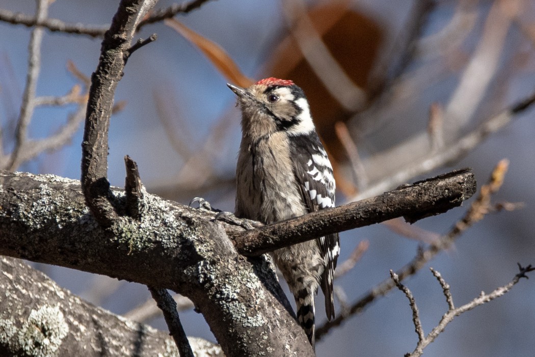 Lesser Spotted Woodpecker