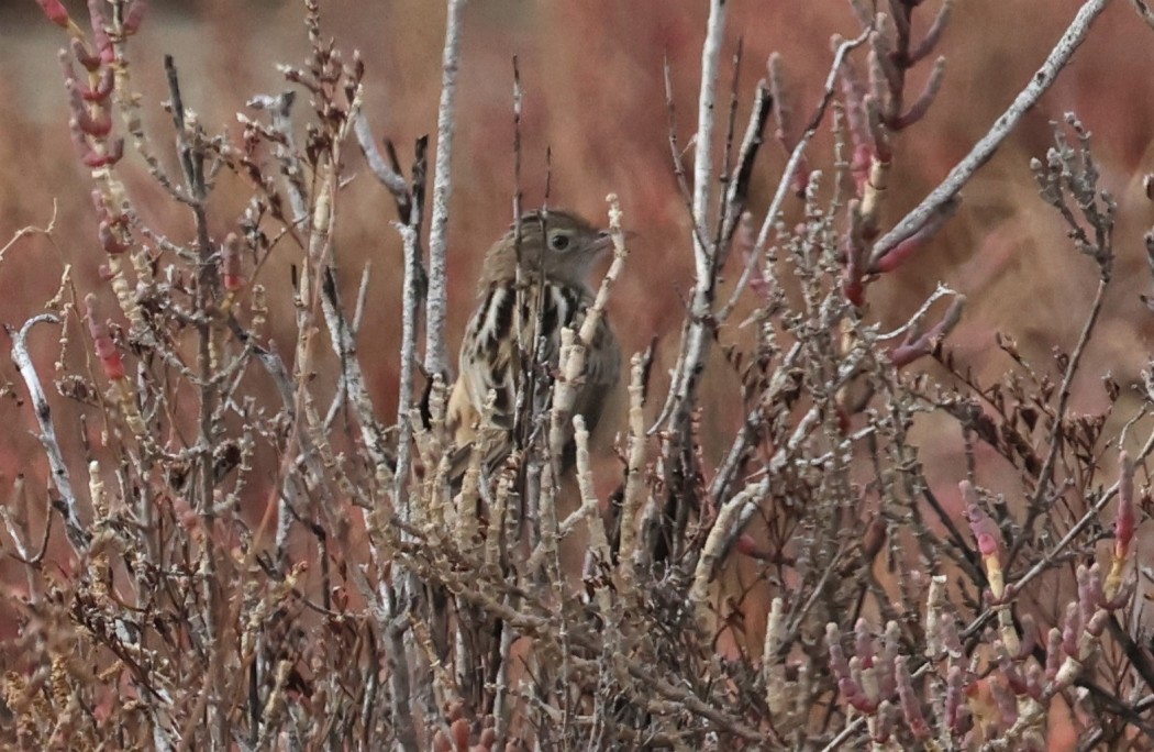 Zitting Cisticola