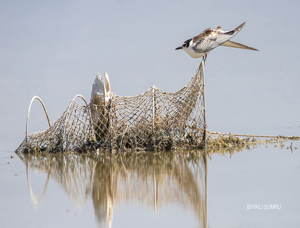 Whiskered Tern
