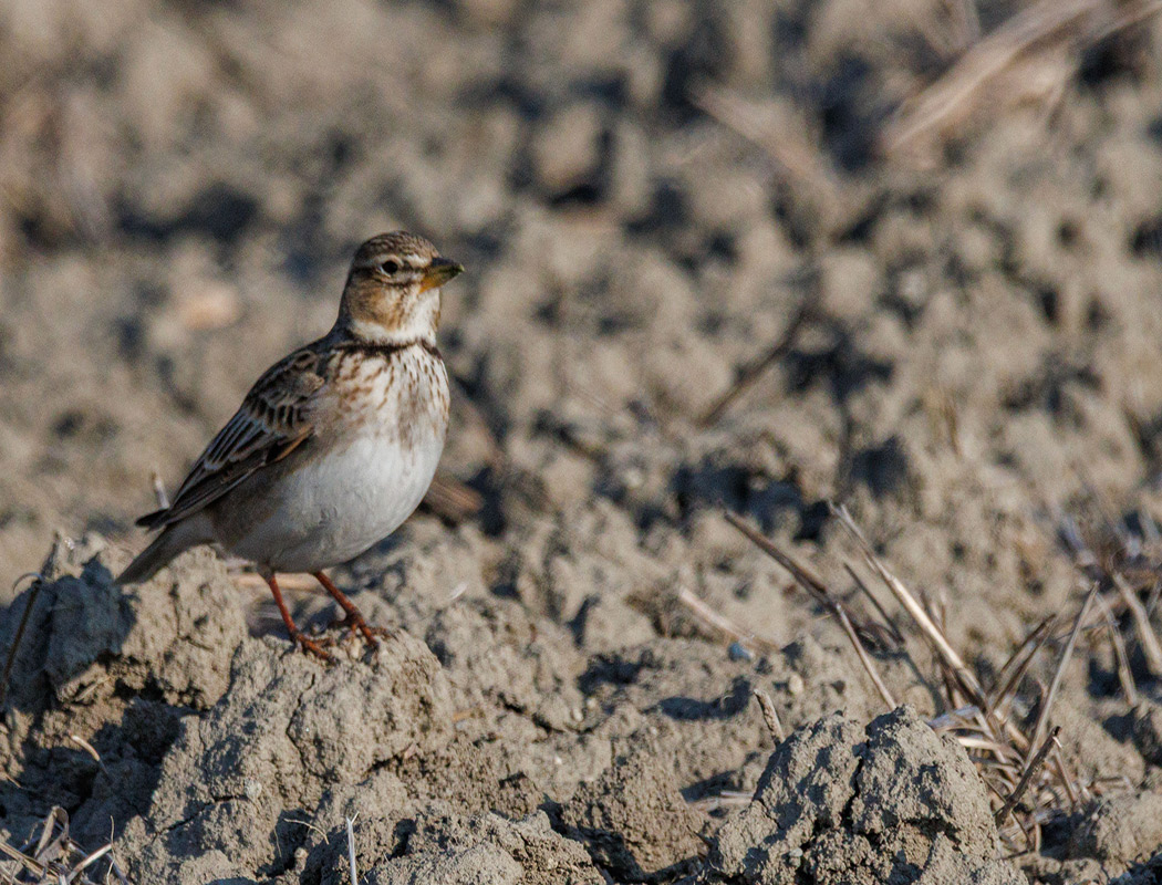 Calandra Lark