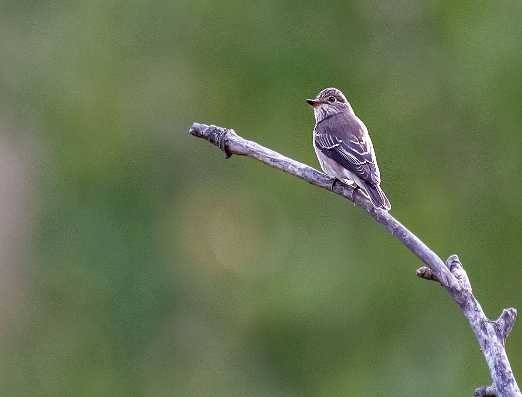 Spotted Flycatcher