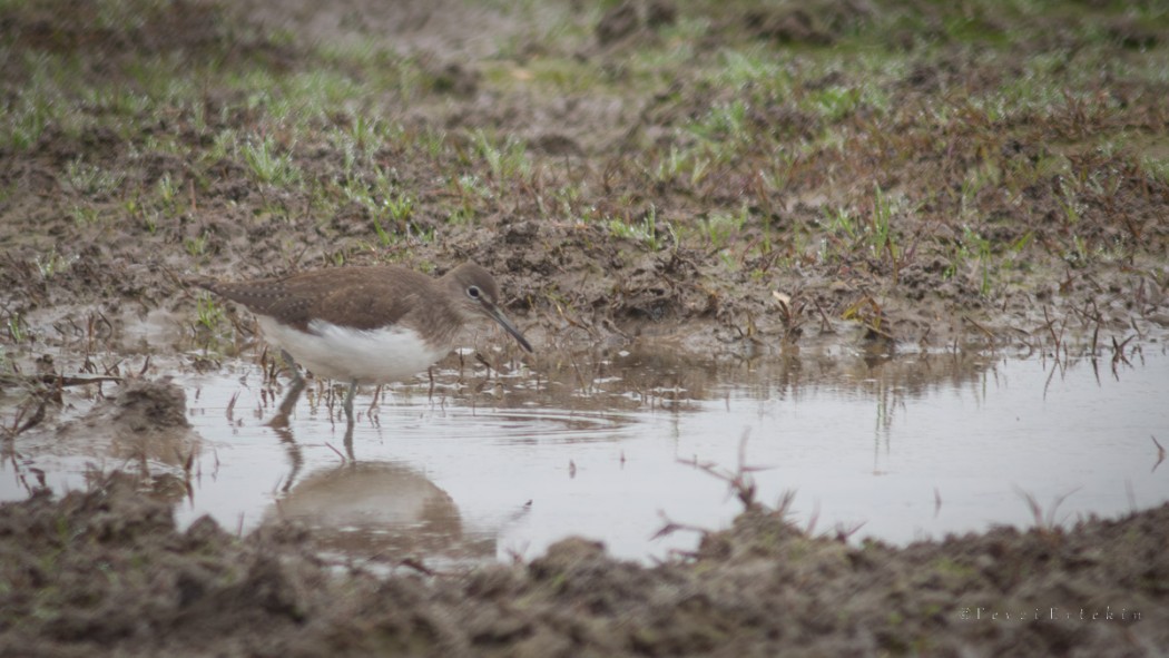 Green Sandpiper