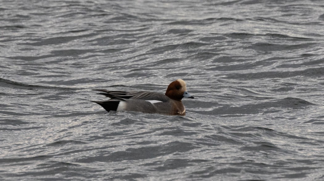 Eurasian Wigeon