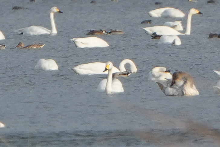 Whooper Swan