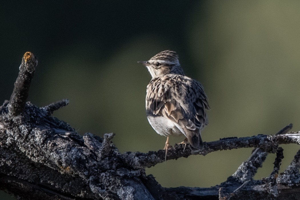 Woodlark