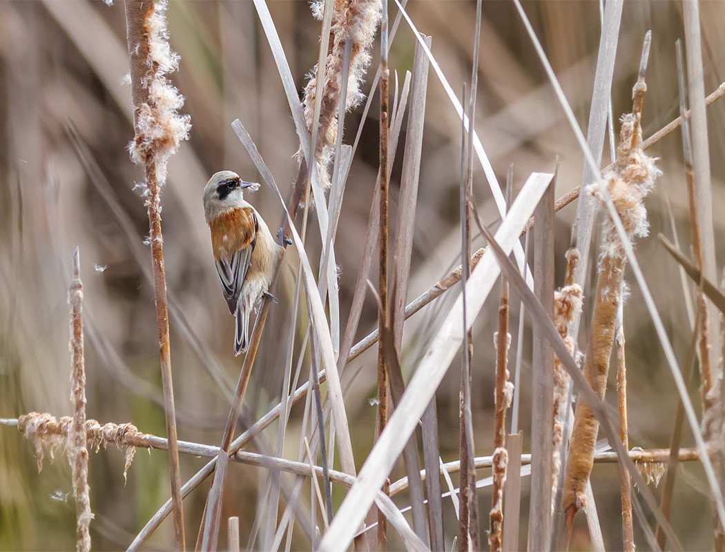 Eurasian Penduline Tit
