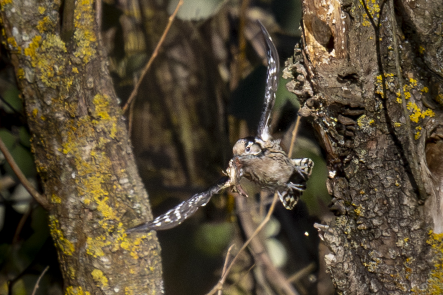 Lesser Spotted Woodpecker