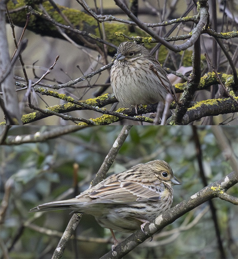Yellowhammer