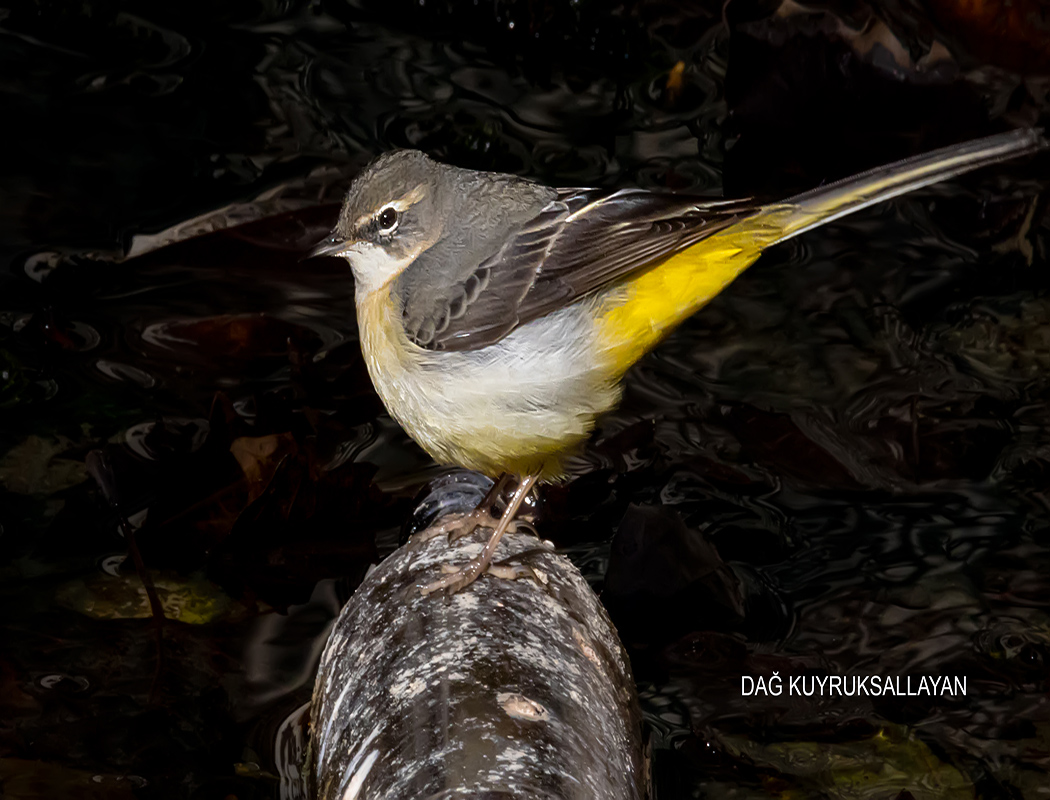 Grey Wagtail