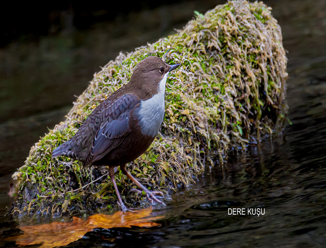 White-throated Dipper
