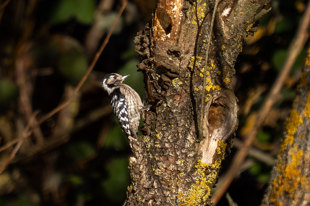 Lesser Spotted Woodpecker