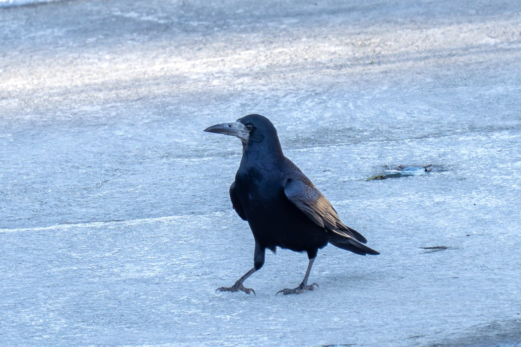 Rook