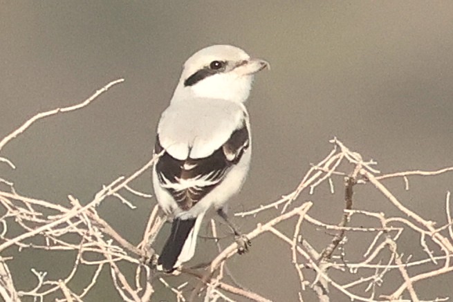 Great Grey Shrike