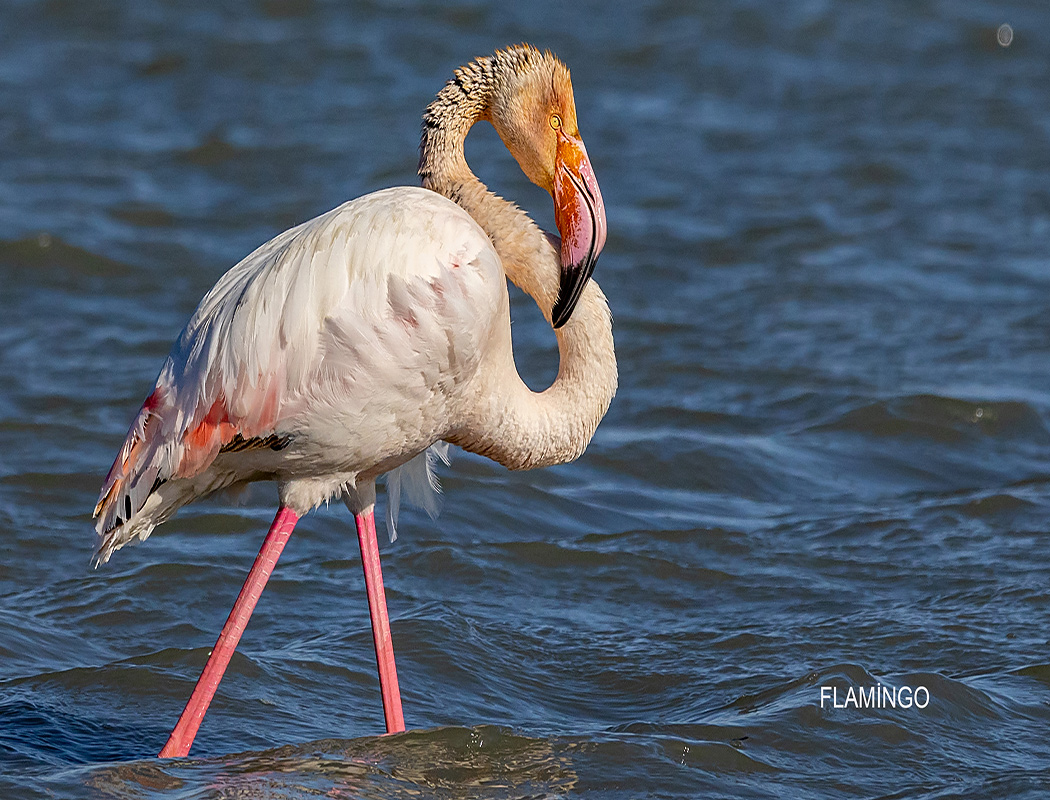 Flamingo