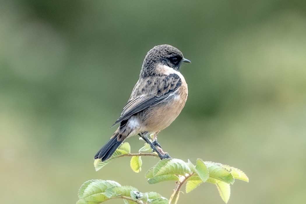 European Stonechat