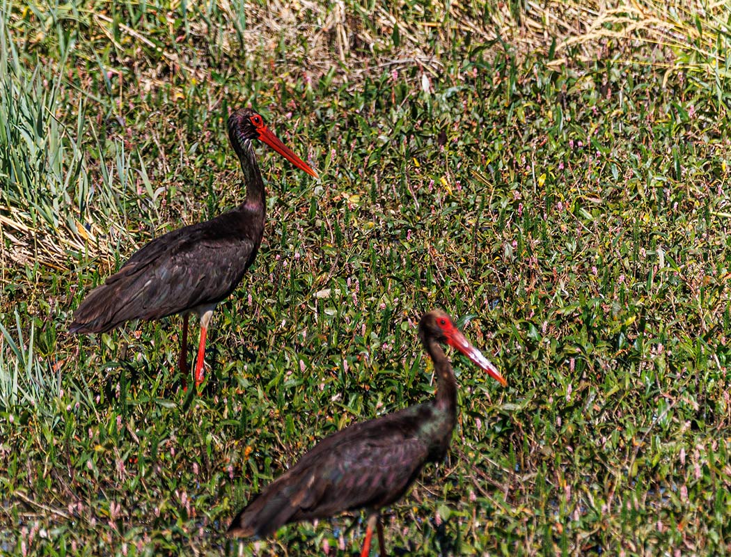 Black Stork