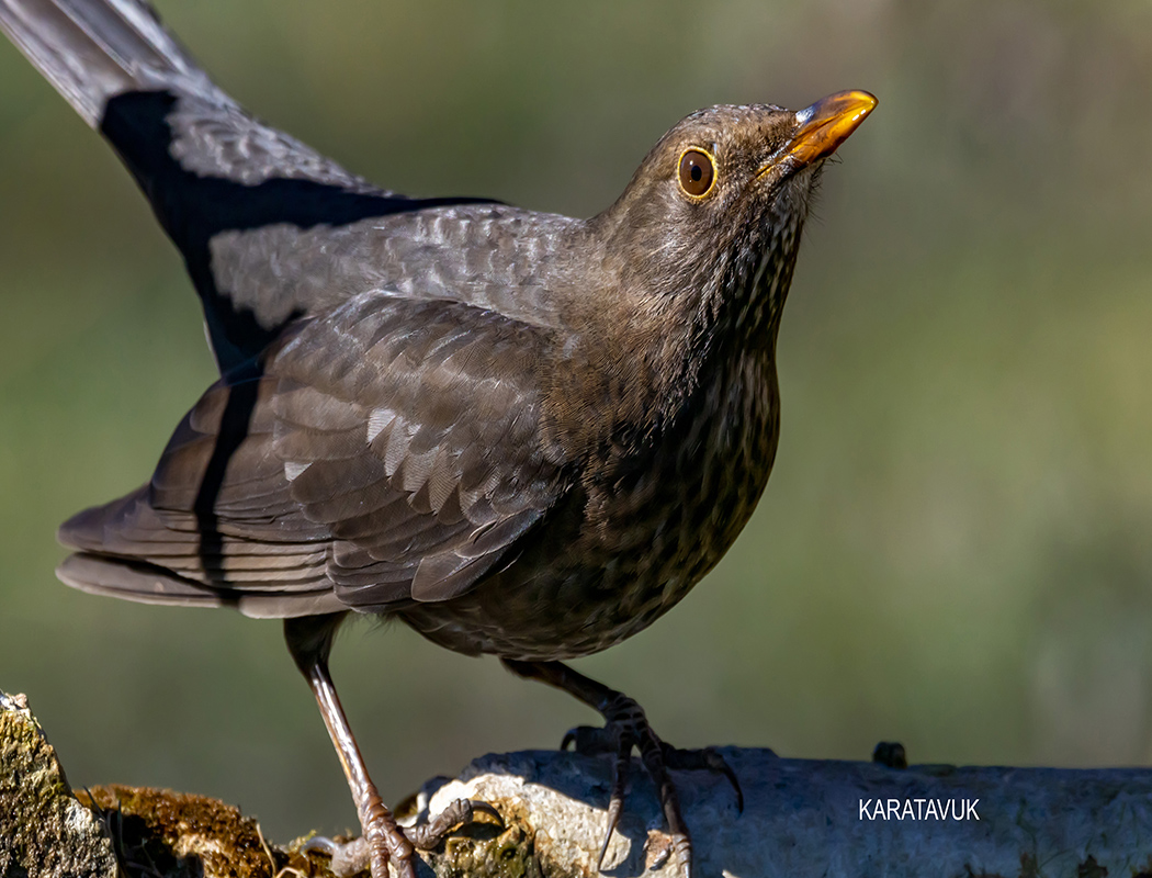 Common Blackbird