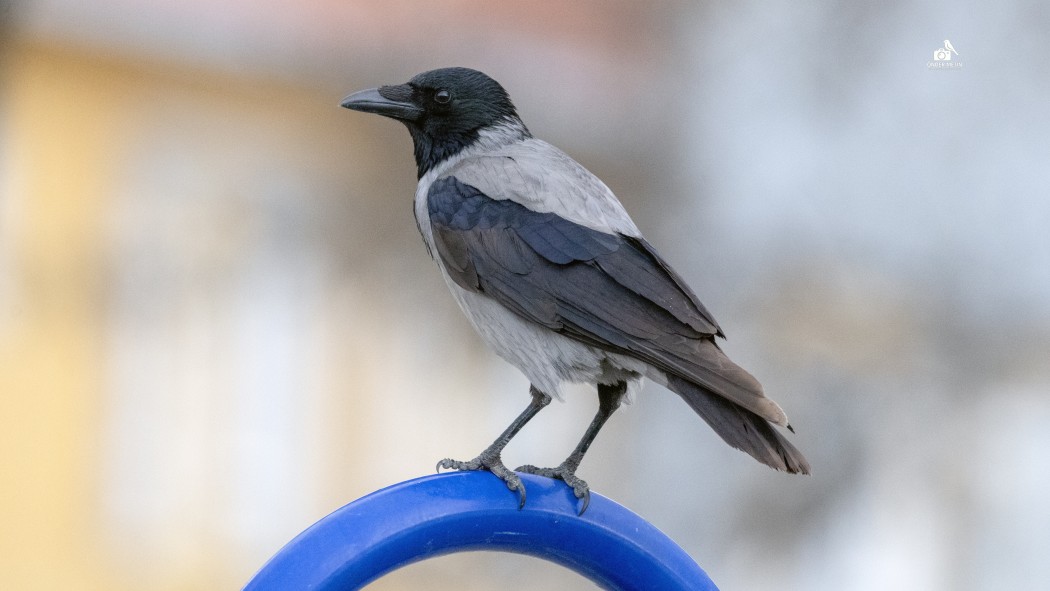 Leş Kargası