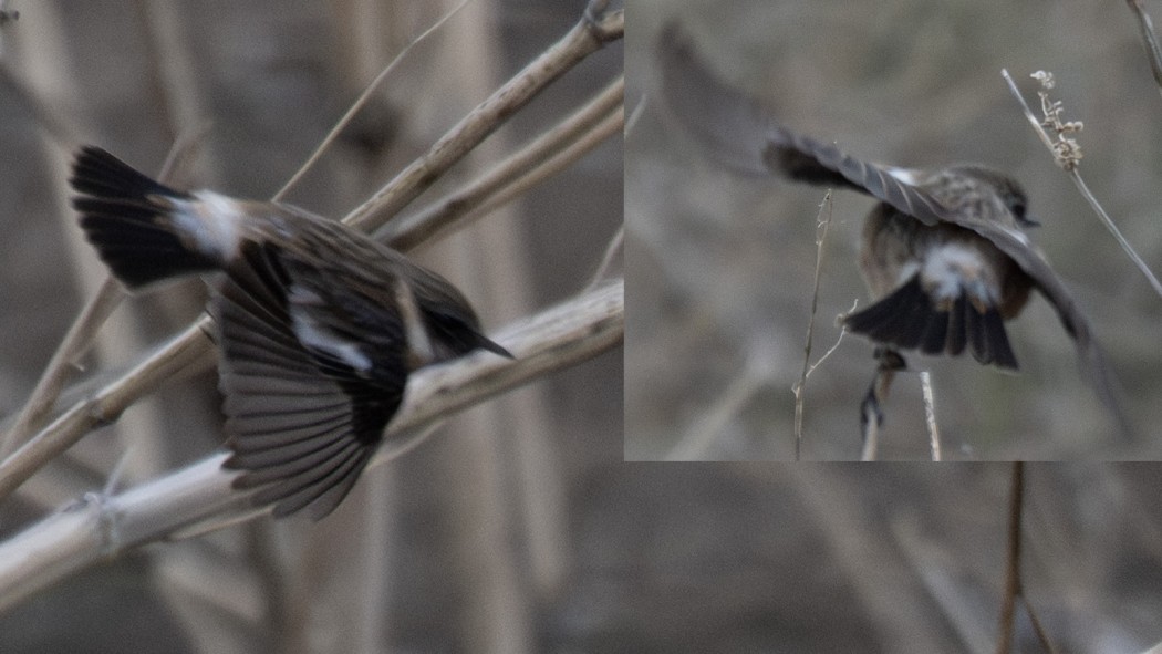European Stonechat