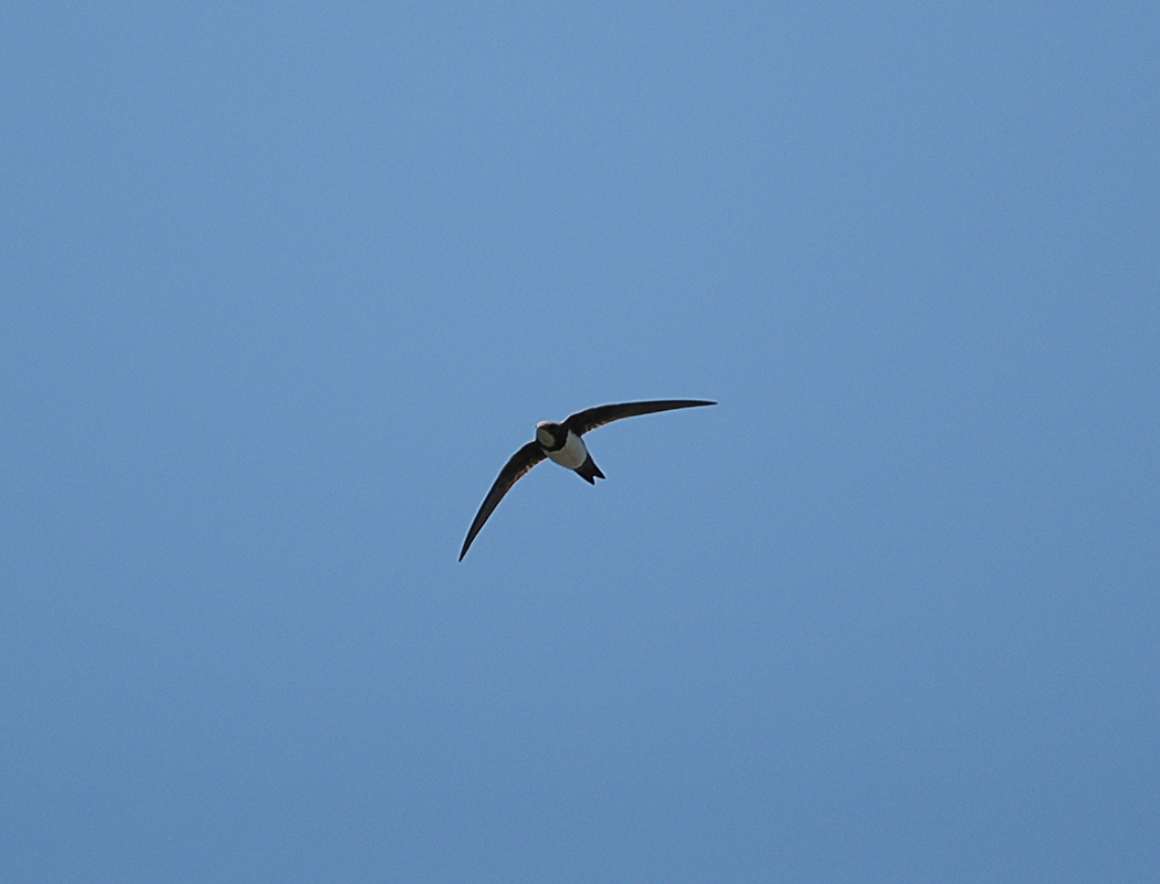 Alpine Swift