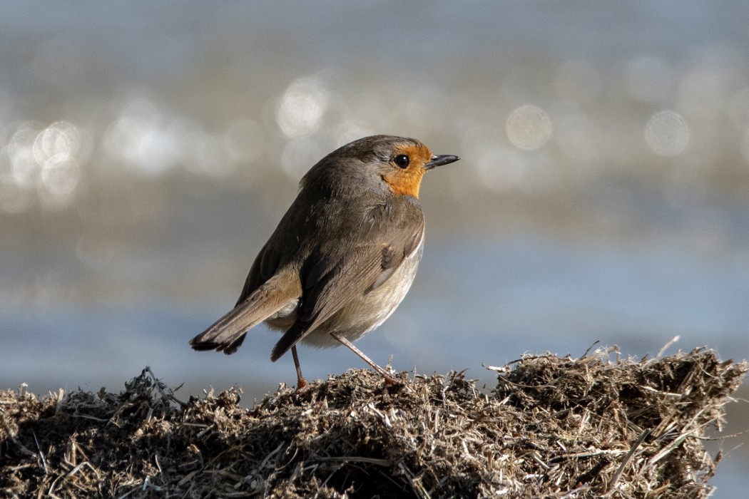 Kızılgerdan