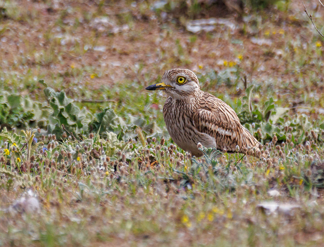 Eurasian Stone-curlew