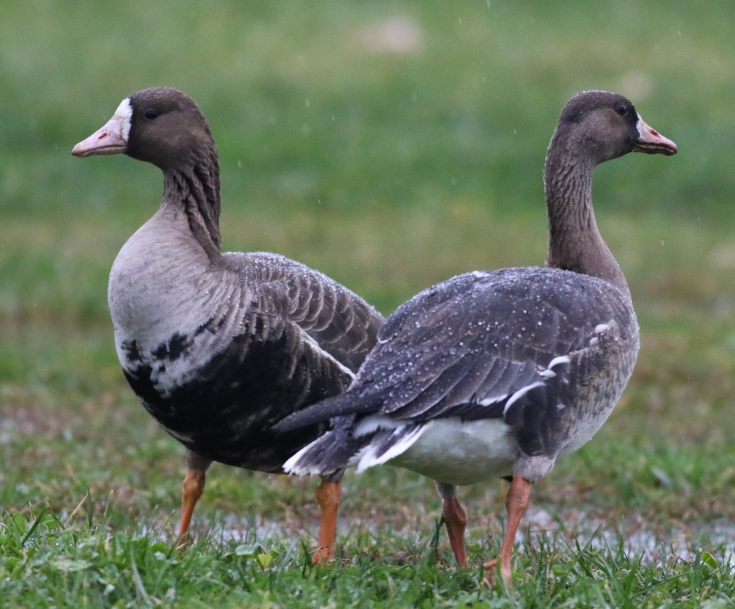 Sakarca