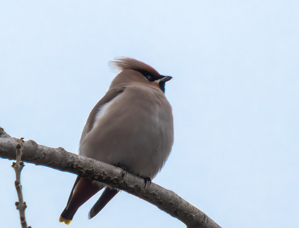 Bohemian Waxwing