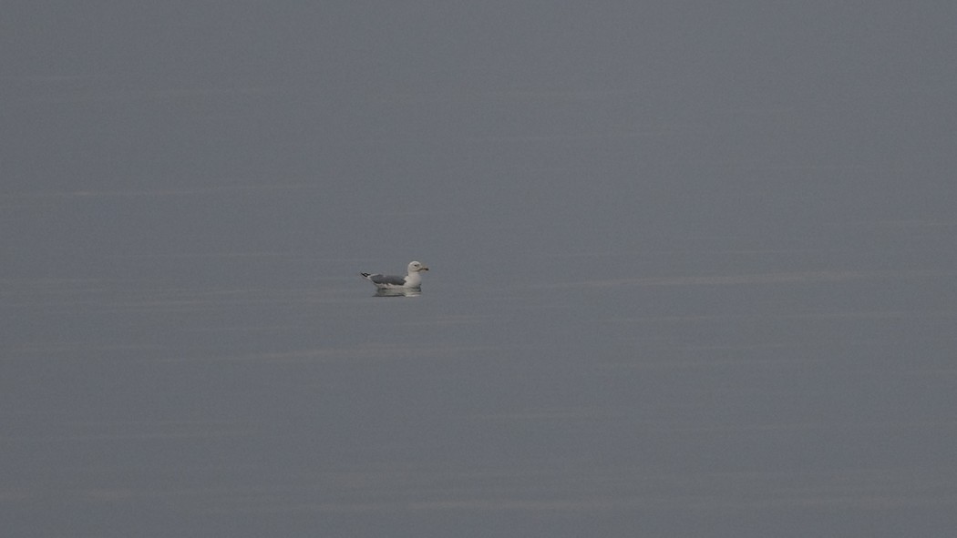 Caspian Gull