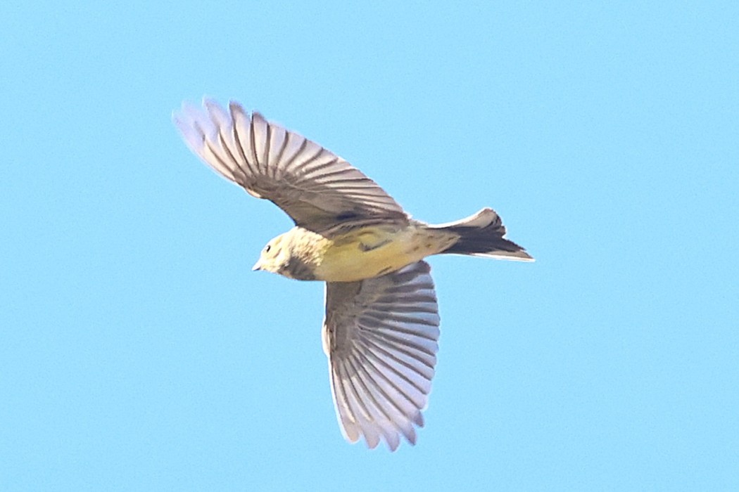 Yellowhammer