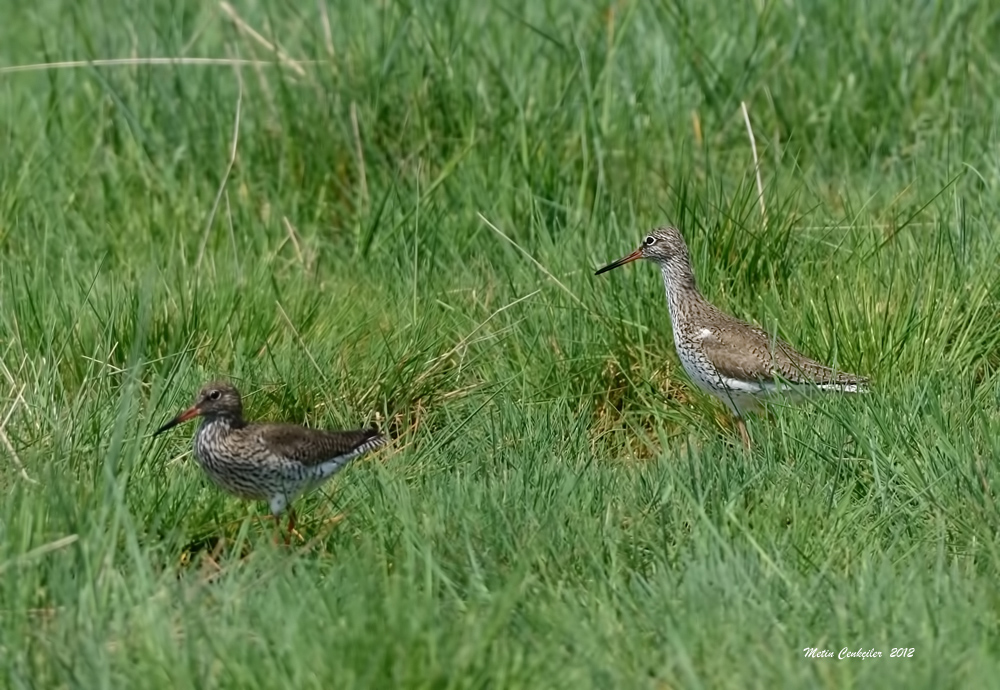 Common Redshank
