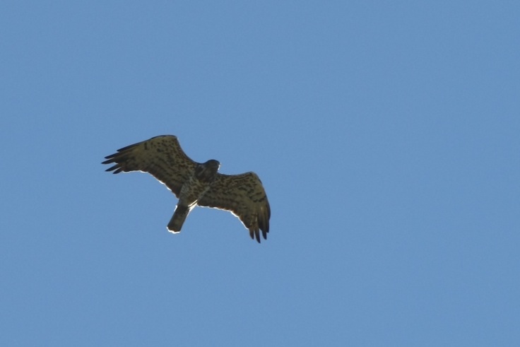 Short-toed Snake Eagle