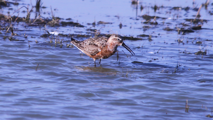 Curlew Sandpiper