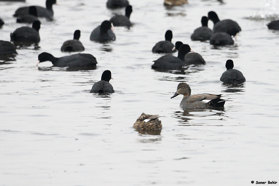 Gadwall