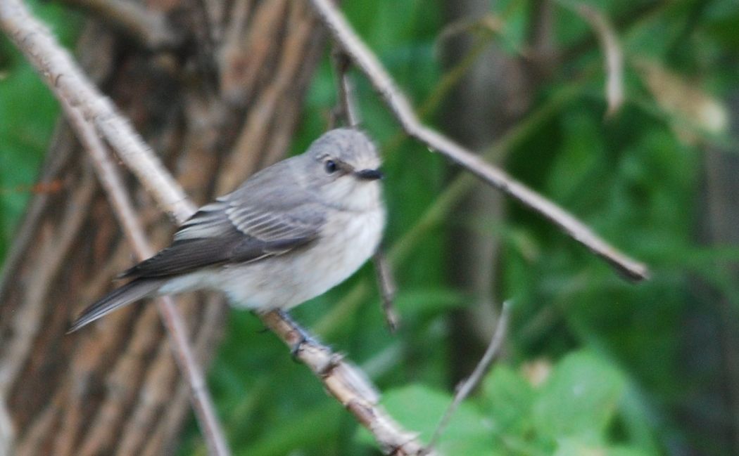 Spotted Flycatcher